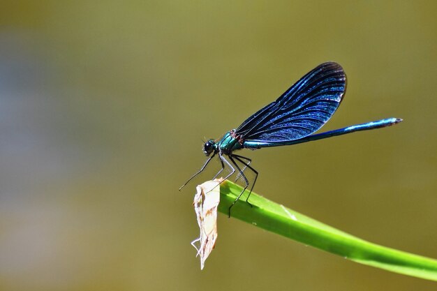 잠자리 Calopteryx 처녀 자리의 근접 촬영