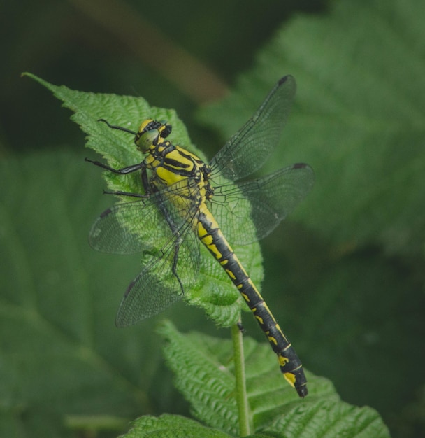 Closeup  of a dragonfly on a green leaf