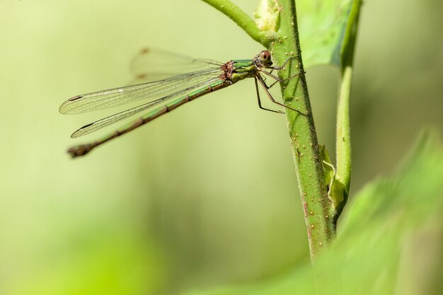 Closeup dragonfly on a green plant