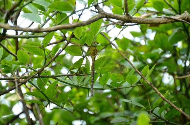 Closeup of a dragonfly perched on a tree with green lush foliage