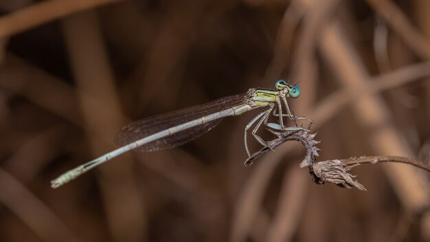 Closeup of a dragonfly on a plant in a field under the sunlight