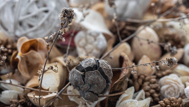 Closeup dried flowers dried plants macro photography