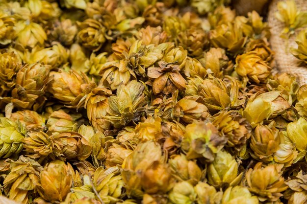 Closeup of dried hops for beer background