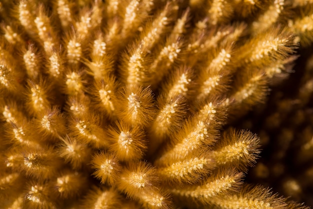 Макрофотография сухой клуб пшеницы пучок текстурированный фон