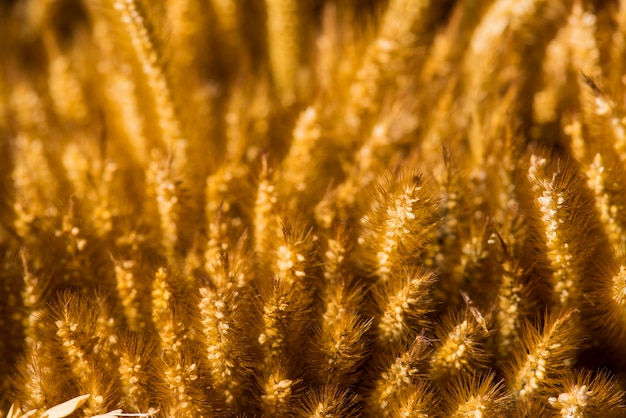 Closeup of dry club wheat bundle textured background