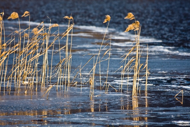 Closeup of the dry grass and reeds blowing in the wind on blurred river