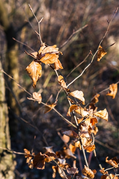 Closeup of dry leaves on tree branches under the sunlight