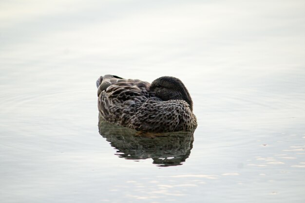 Closeup of a duck swimming in the water