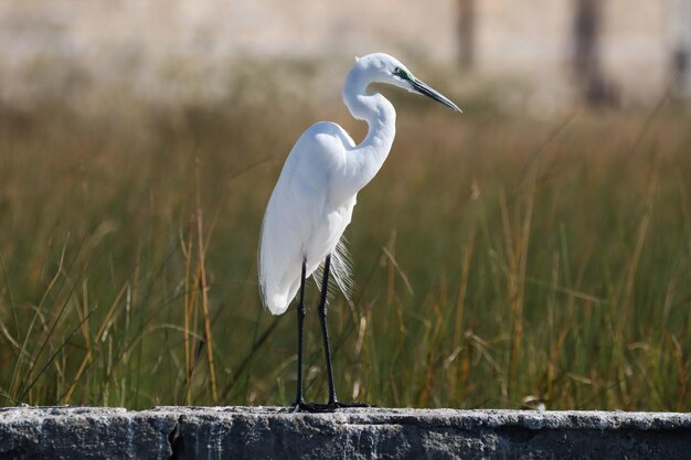 Closeup of an Eastern Great Egret perched on a rock in a field under the sunlight