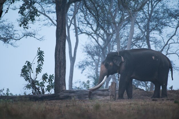 Крупным планом слон в национальном парке Мудумалай в Индии