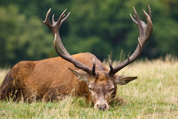 Closeup of an elk lying on the ground under the sunlight