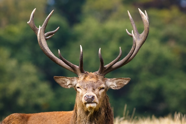 Closeup of an elk surrounded by greenery in a field under the sunlight with a blurry