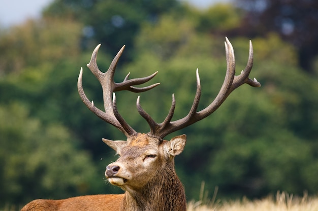 Closeup of an elk surrounded by greenery in a field under the sunlight