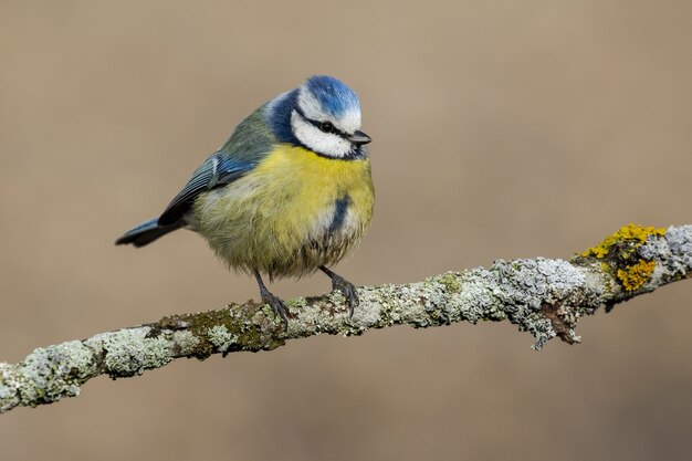 Closeup of a Eurasian blue tit standing on a branch under the sunlight with a blurry space