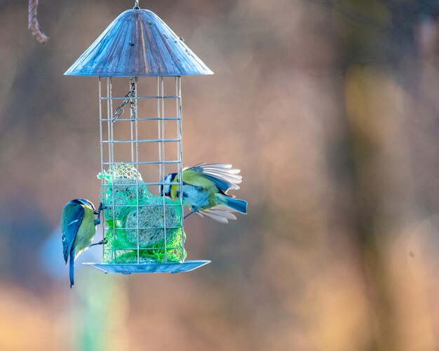 Closeup of Eurasian blue tits perched on a small cage with a blurry background