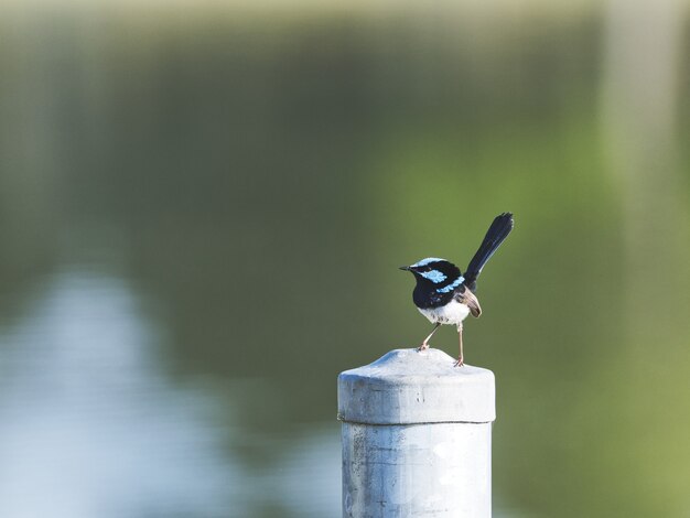 Closeup of a Eurasian magpie on a column in a garden under sunlight with a blurry