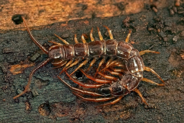 EUropean茶色のムカデ、Lithobius forficatusのクローズアップ、