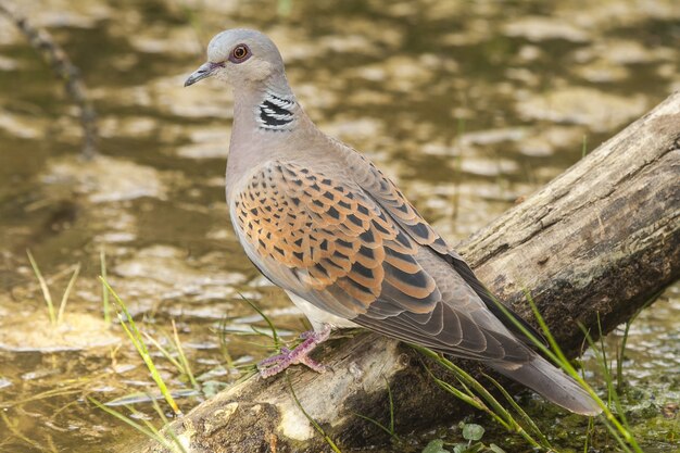 日光の下で湖の木材の上に立っているヨーロッパのカメの鳩のクローズアップ