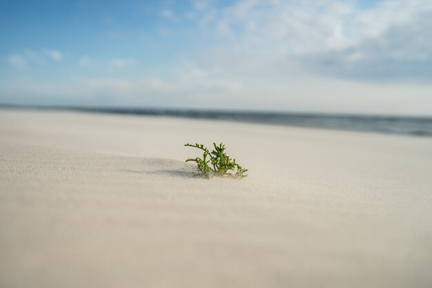 Closeup of an evergreen leaf on the sand under sunlight