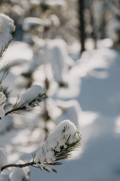 ぼやけた背景と日光の下で雪に覆われた常緑の葉のクローズアップ