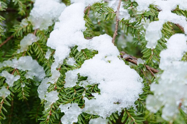 Closeup of evergreen leaves covered in the snow under the sunlight