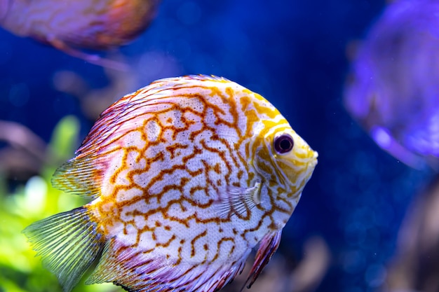 Крупный план экзотических рыб в аквариуме