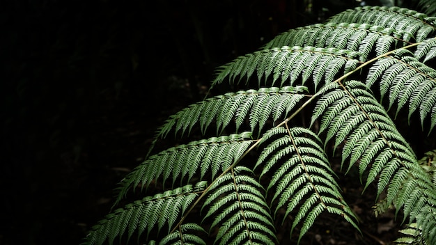 Closeup exotic leaves 