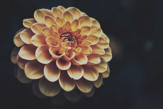 Free photo closeup of an exotic orange flower on the dark