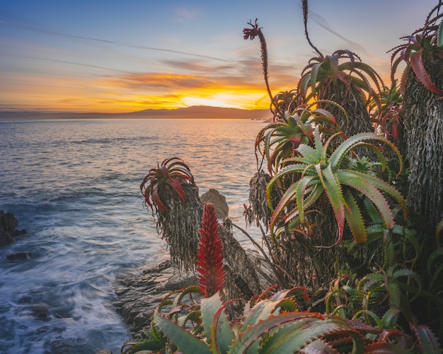 Closeup of exotic tropical plants in the foreground and a sea during sunset in the distance