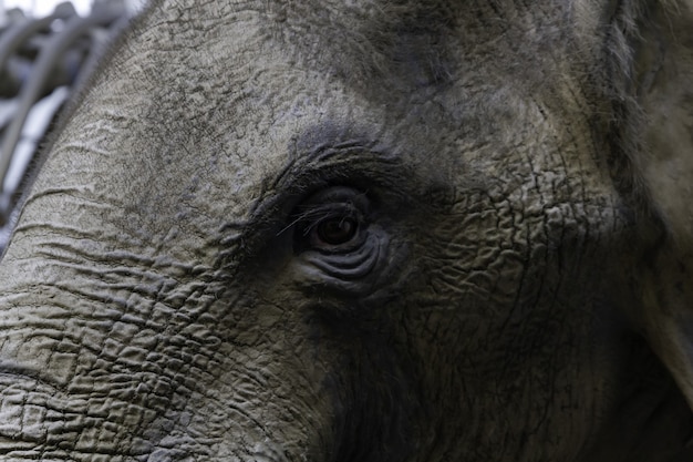 Крупным планом глаза слона