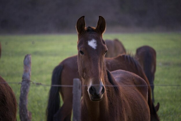 농장에 있는 아름다운 페루 말의 얼굴 클로즈업