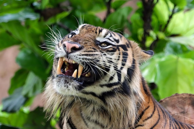 Closeup face of bengal tiger animal angry tiger head\
closeup