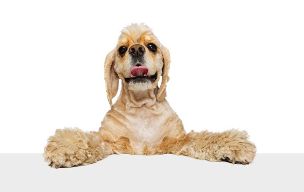 白い​背景​で​隔離​の​ポーズ​の​美しい​かわいい​犬​コッカースパニエル​の​クローズアップ​の​顔