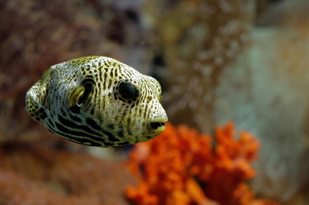 Closeup face Puffer fish front view cute face of Puffer fish