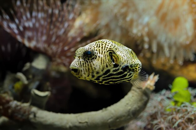 Closeup face Puffer fish front view cute face of Puffer fish