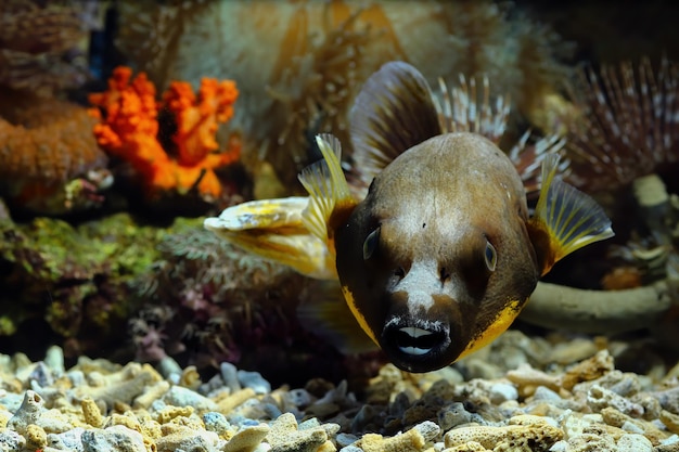Крупным планом лицо рыбы фугу вид спереди уродливое лицо рыбы фугу