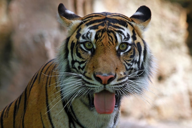 Free photo closeup face of sumatran tiger tiger head closeup