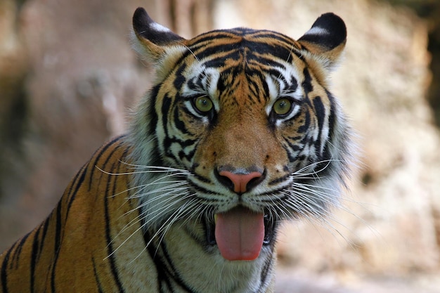 closeup face of sumatran tiger tiger head closeup
