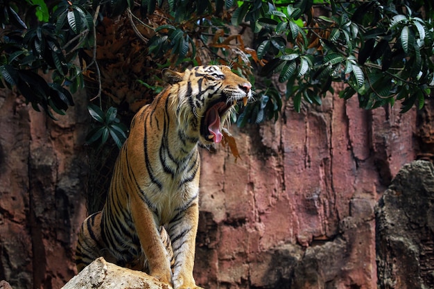 Closeup face of sumatran tiger