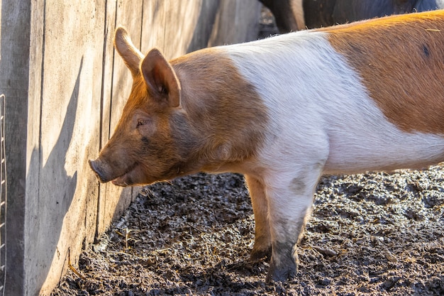 Closeup of a farm pig foraging for food on a muddy ground beside a wooden fence