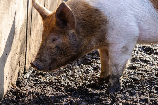 진흙 바닥에 음식을 구하고 농장 돼지의 근접 촬영