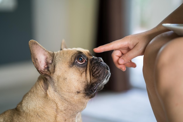 Free photo closeup of a fawn french bulldog looking at the child's finger