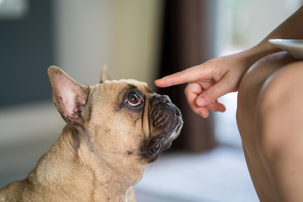 Closeup of a fawn French Bulldog looking at the child's finger