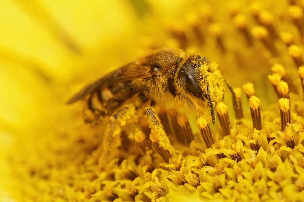 노란색 꽃에서 꽃가루를 수집하는 암컷 Halictus scabiosae의 근접 촬영