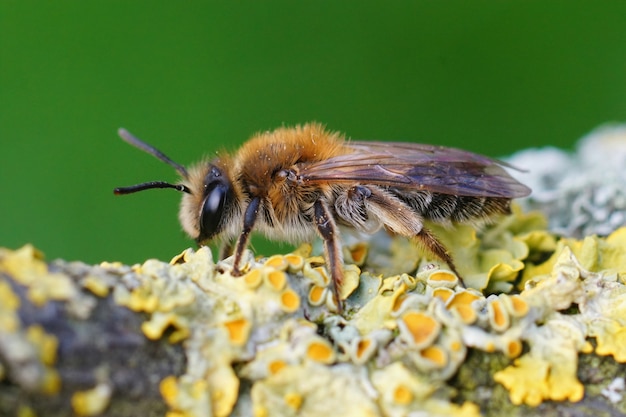 Closeup of a female Mellow Miner, Andrena mitis, on a plant