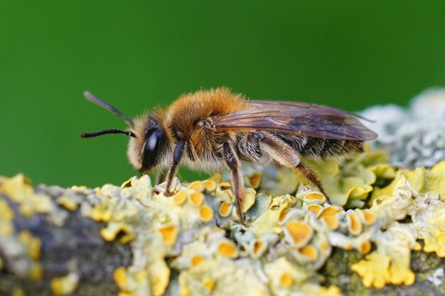 Closeup of a female Mellow Miner, Andrena mitis, on a plant