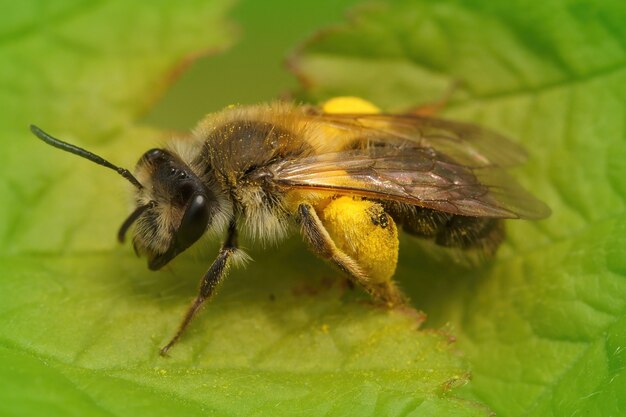 Самка пчелы-шахтера Andrena angustior с пыльцой на зеленом листе крупным планом