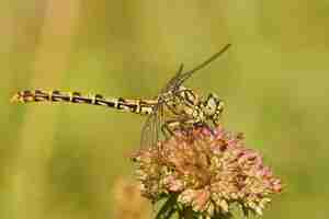 Free photo closeup on a female of the  the small pincertail or green-eyed h