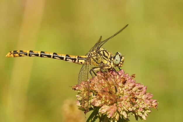 Closeup on a female of the  the small pincertail or green-eyed h