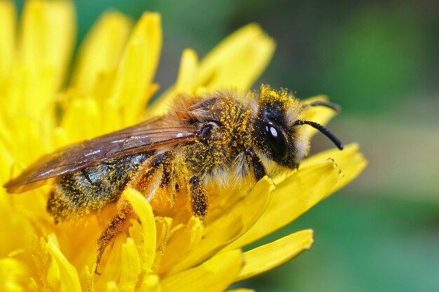 노란색 다리 광업 꿀벌, Andrena f의 여성의 근접 촬영